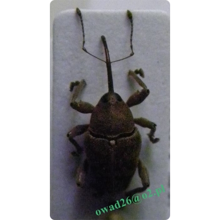Curculio glandium Marsham, 1802 male Słonik żołędziowiec